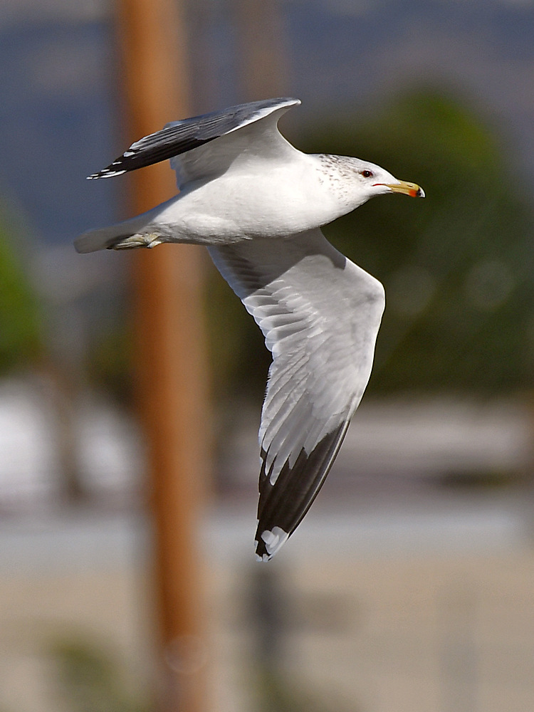 Gull8.jpg