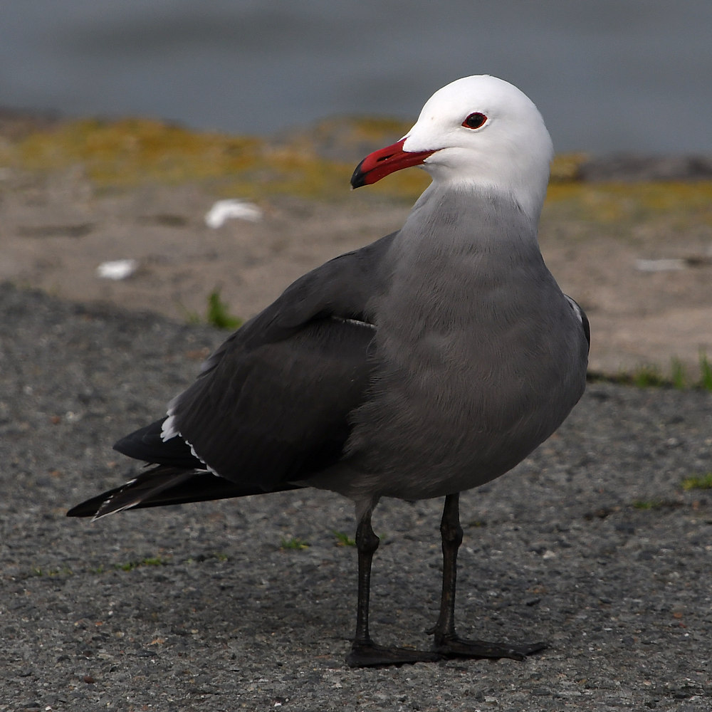 Gull8.JPG