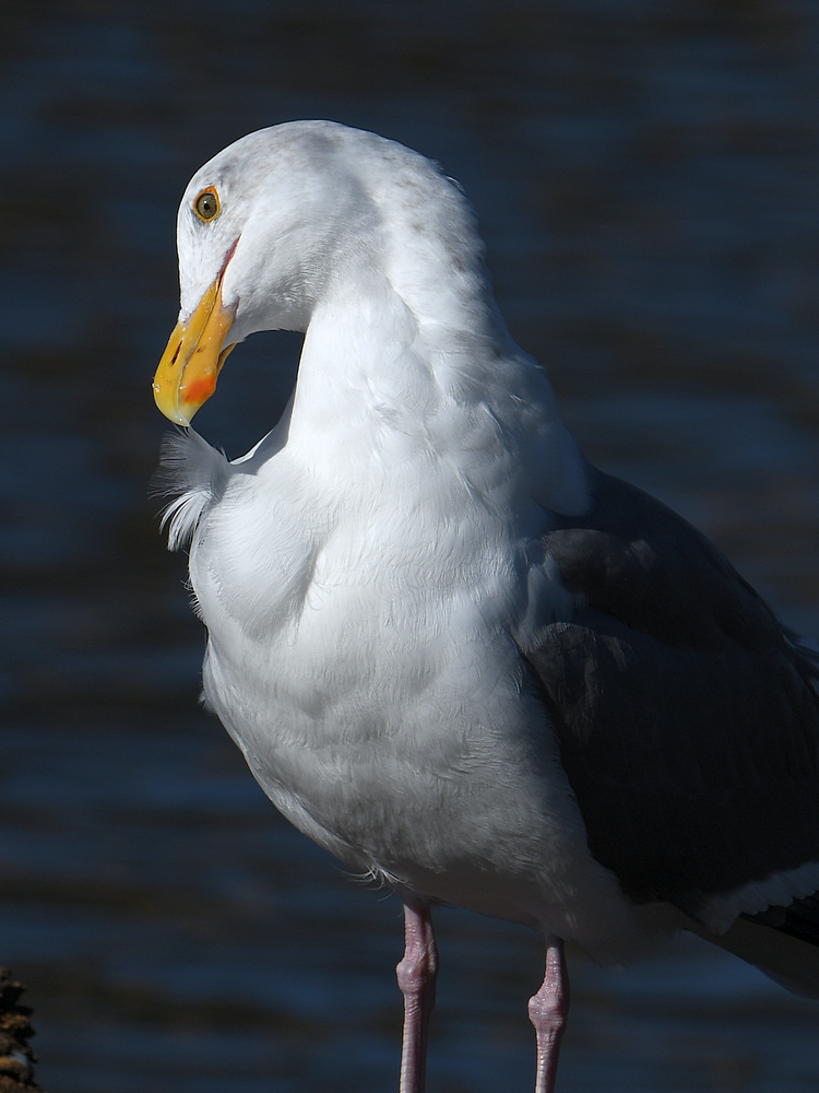 Gull8.JPG