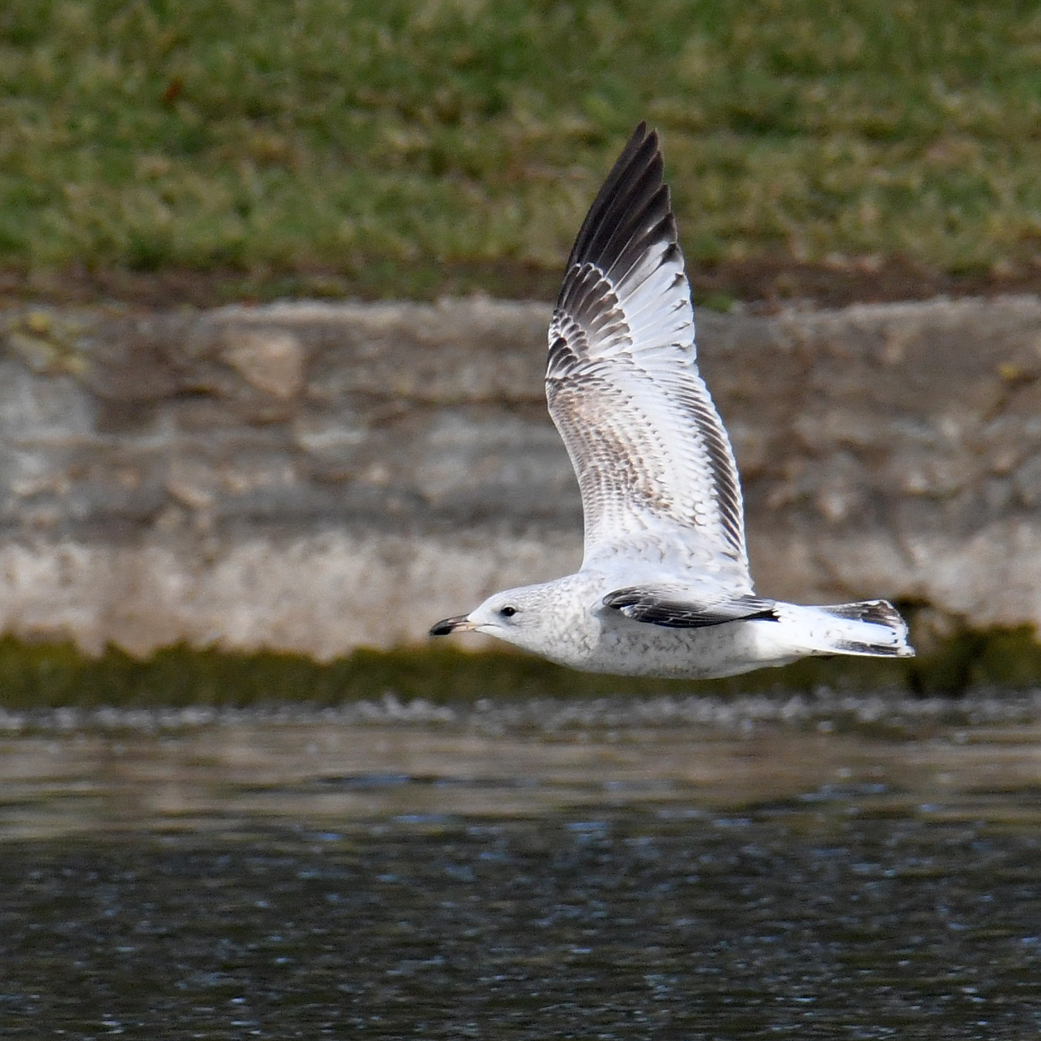 Gull8.jpg