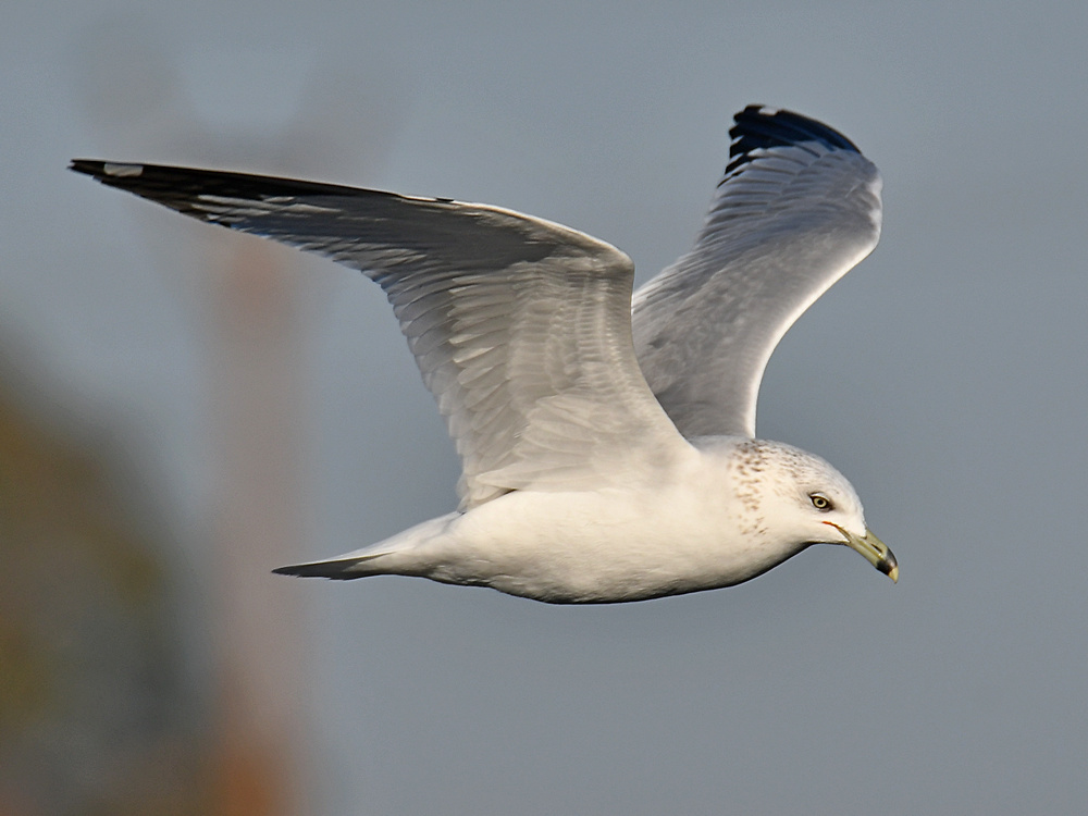Gull9.jpg