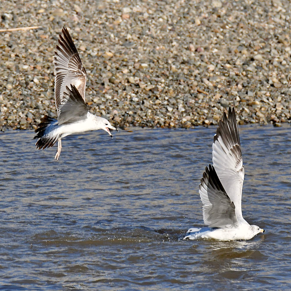 Gull9.jpg