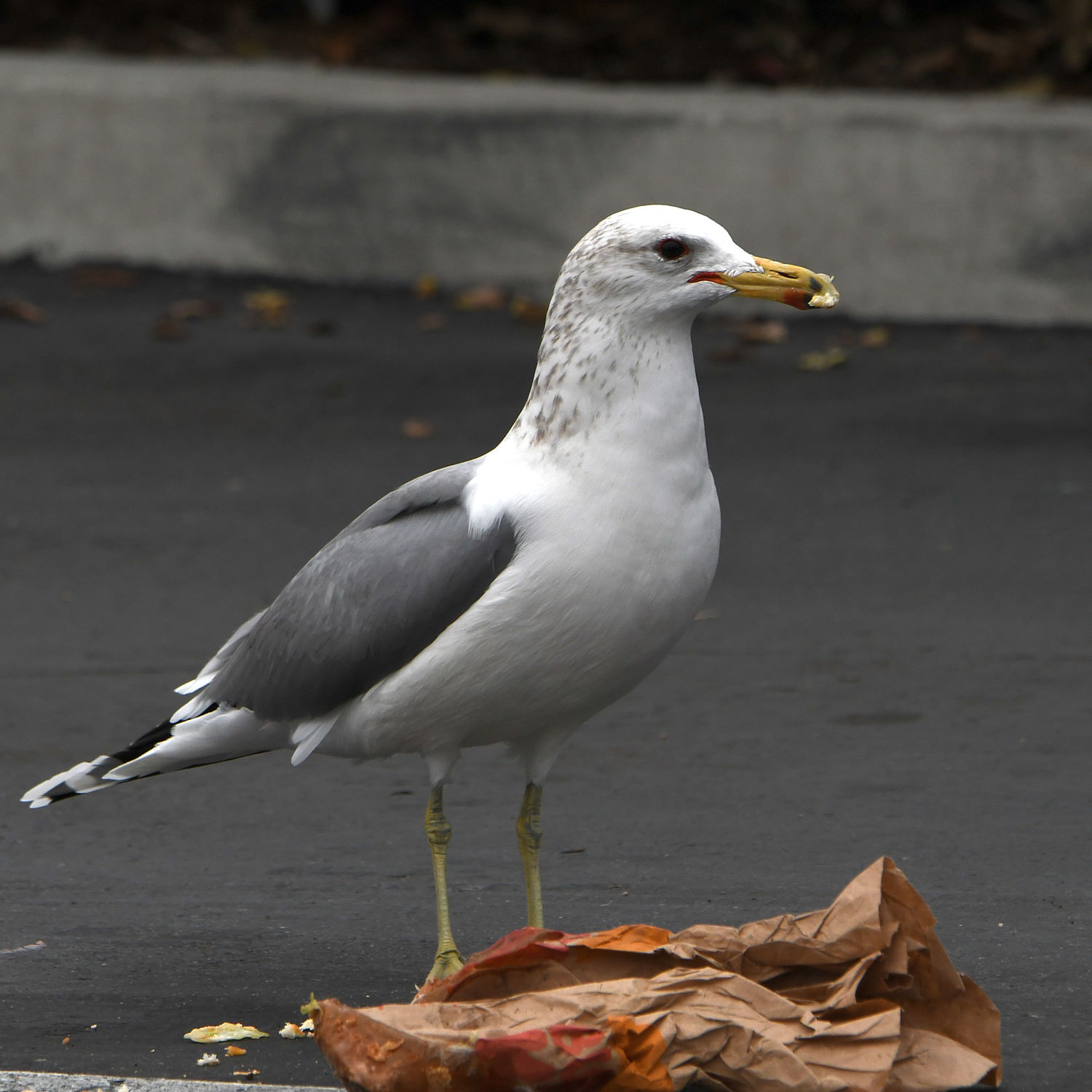 Gull9.jpg