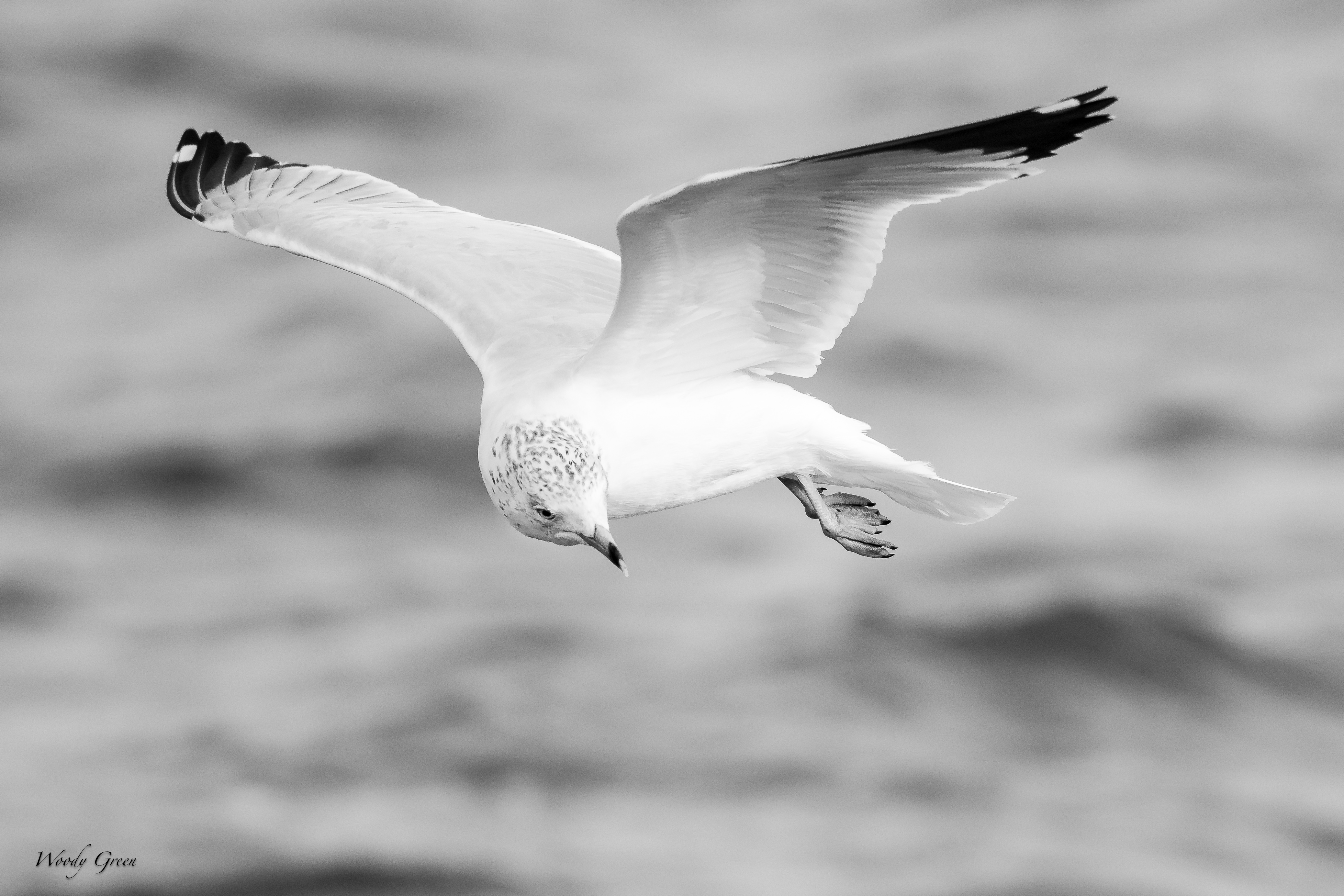 GullBW-47.jpg
