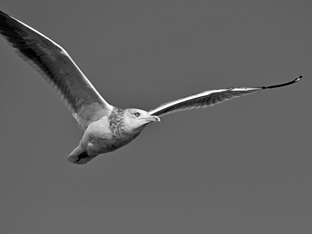 GullBW.jpg