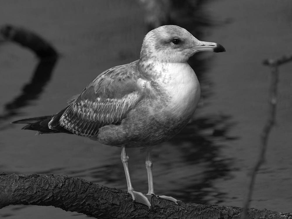 GullBW.JPG