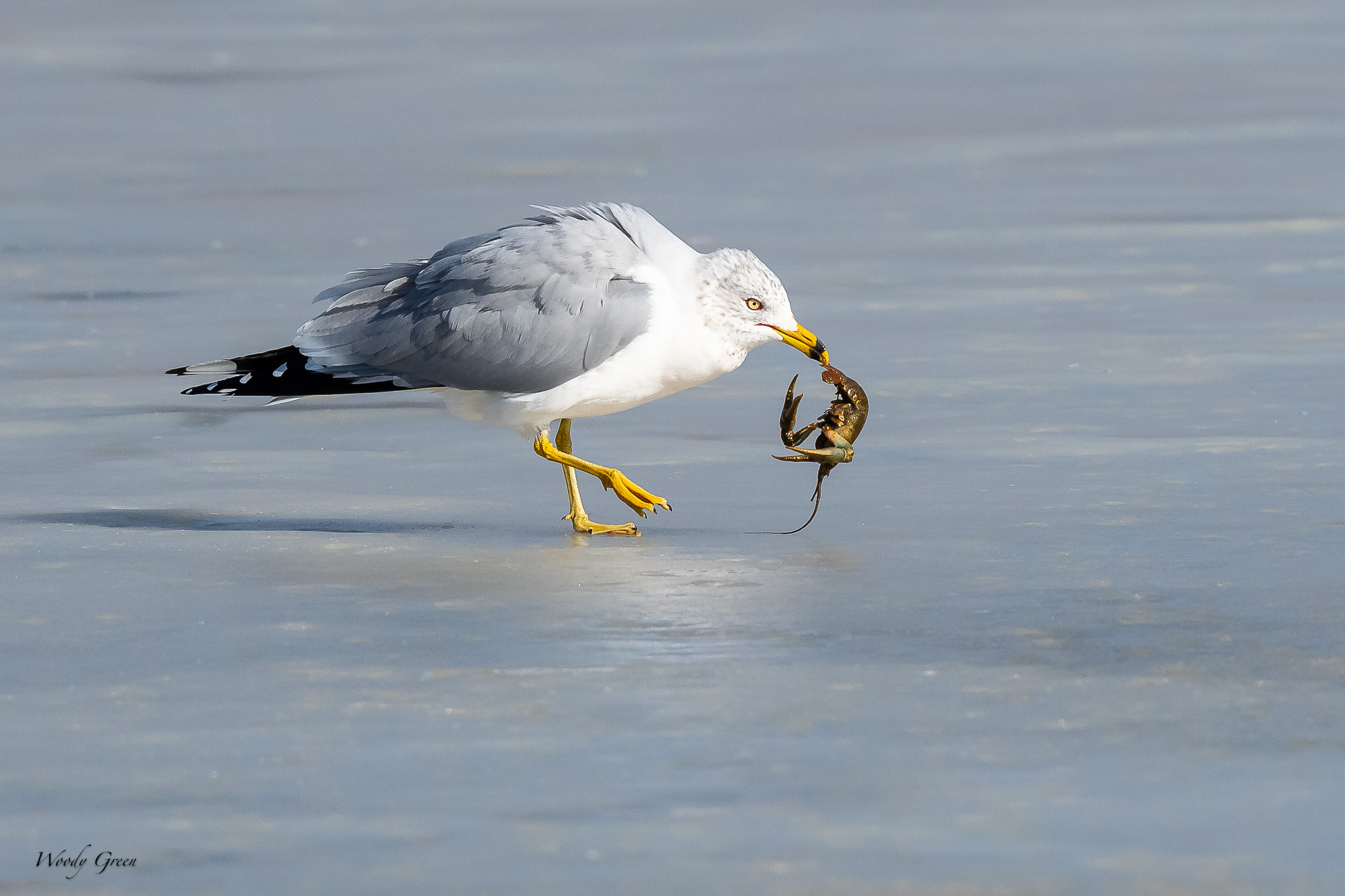 GullCrawdad-12.jpg