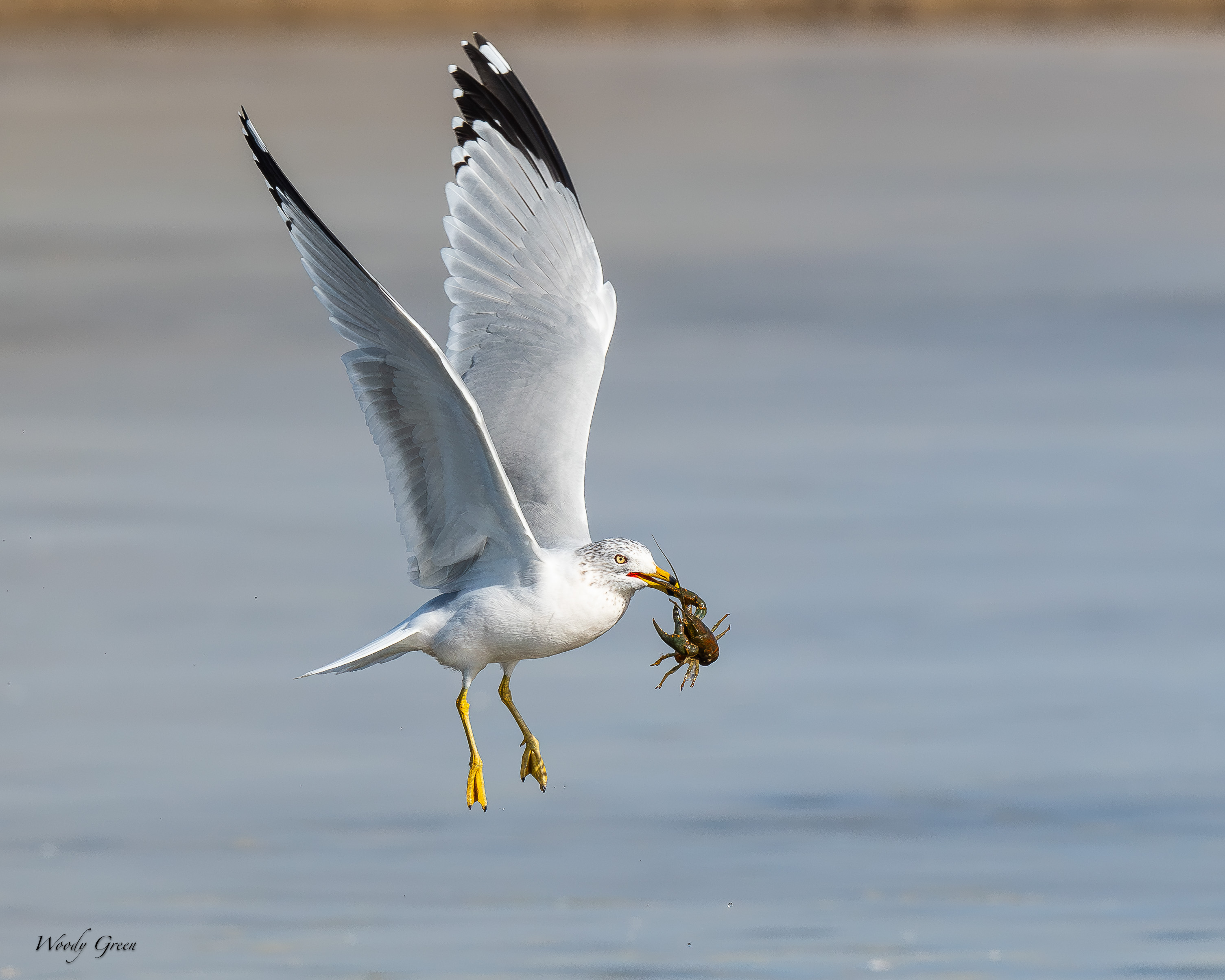 GullCrawdad-14.jpg