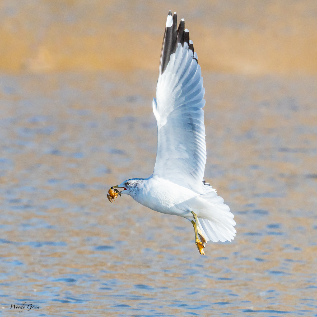 GullCrawdad-161.jpg