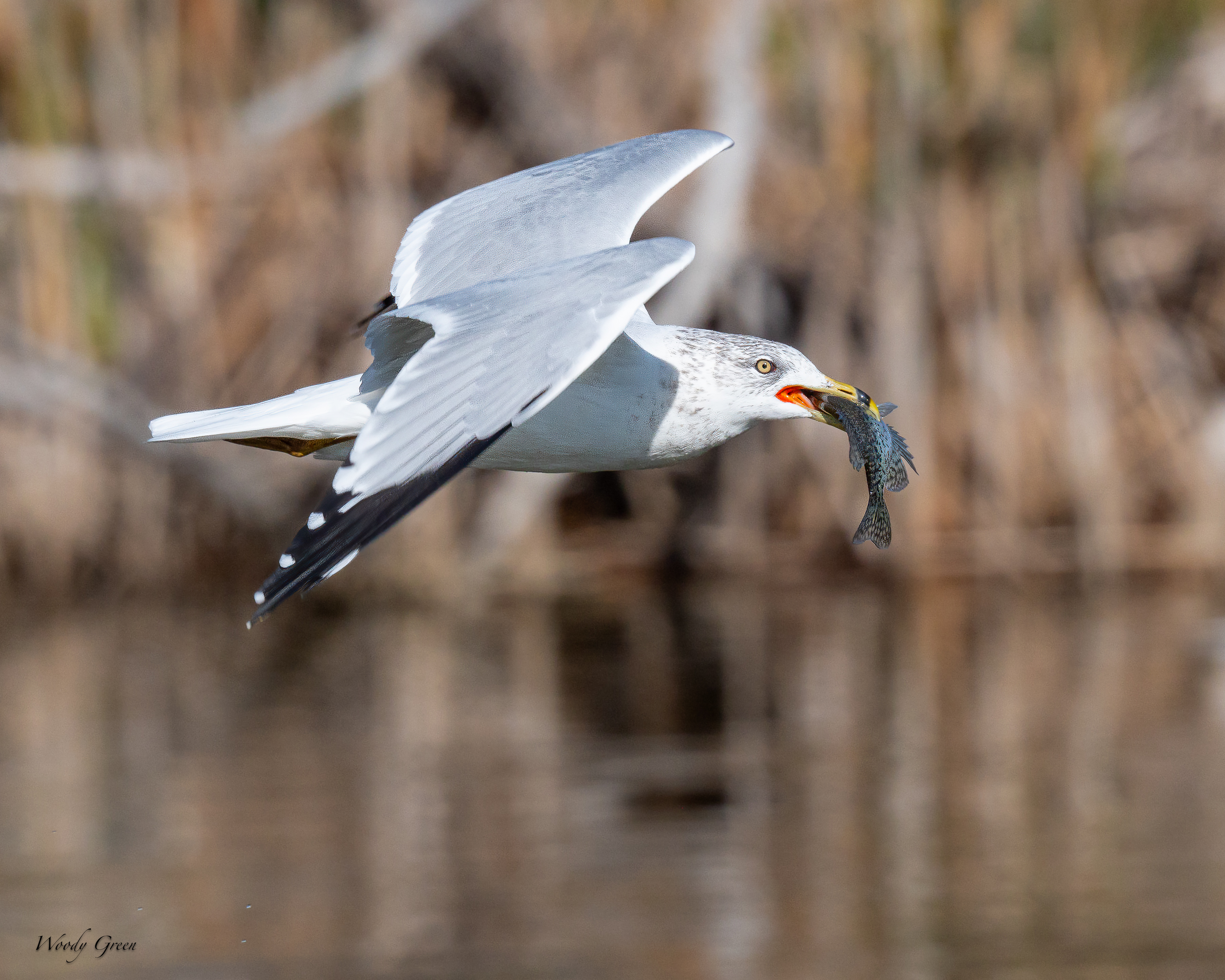 GullFish-163.jpg