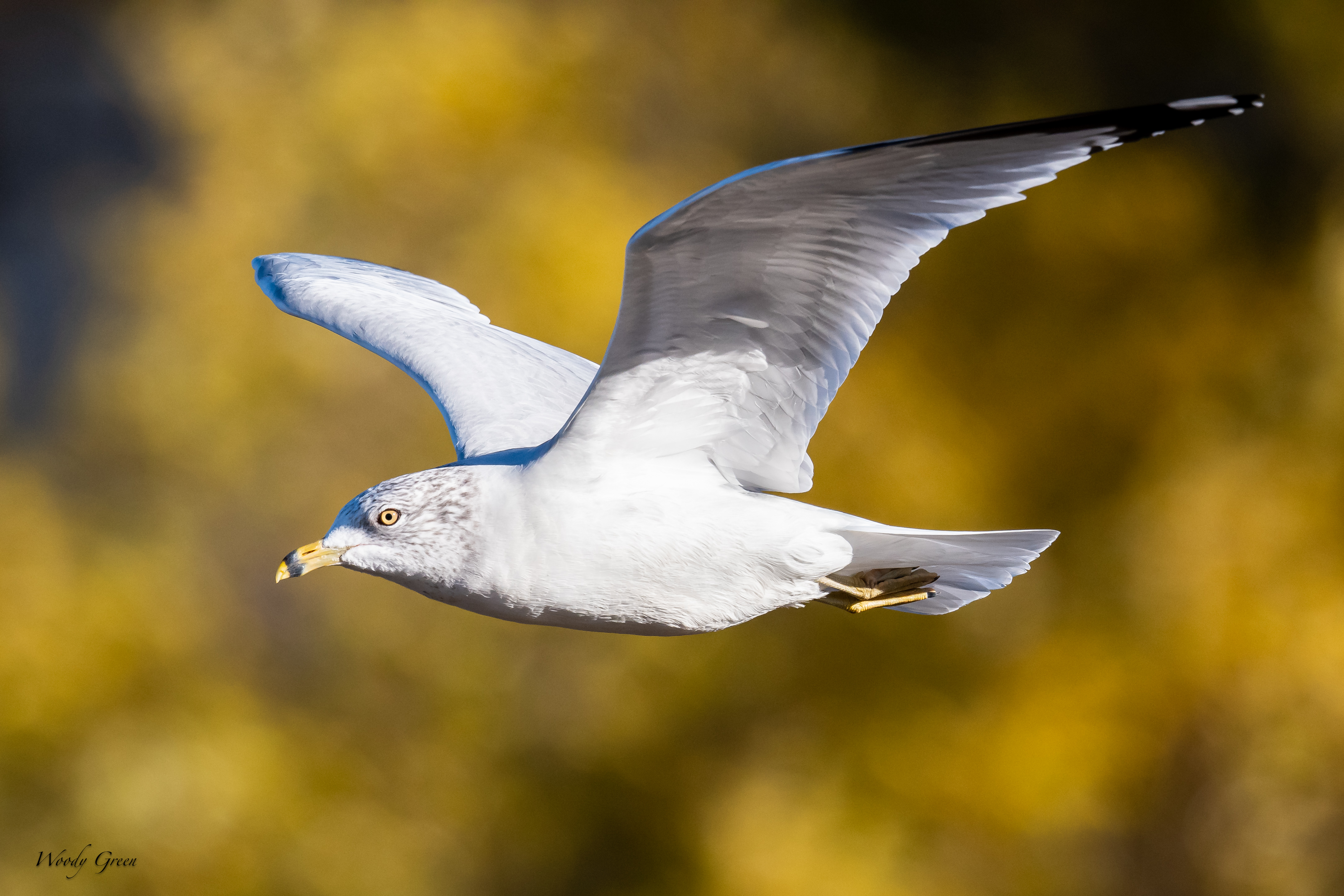 GullFlight-241.jpg