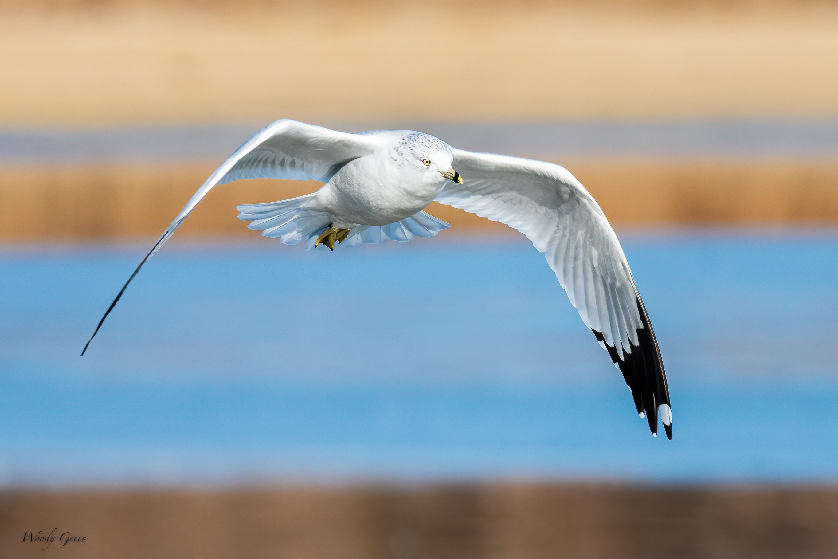 GullFlight-511.jpg