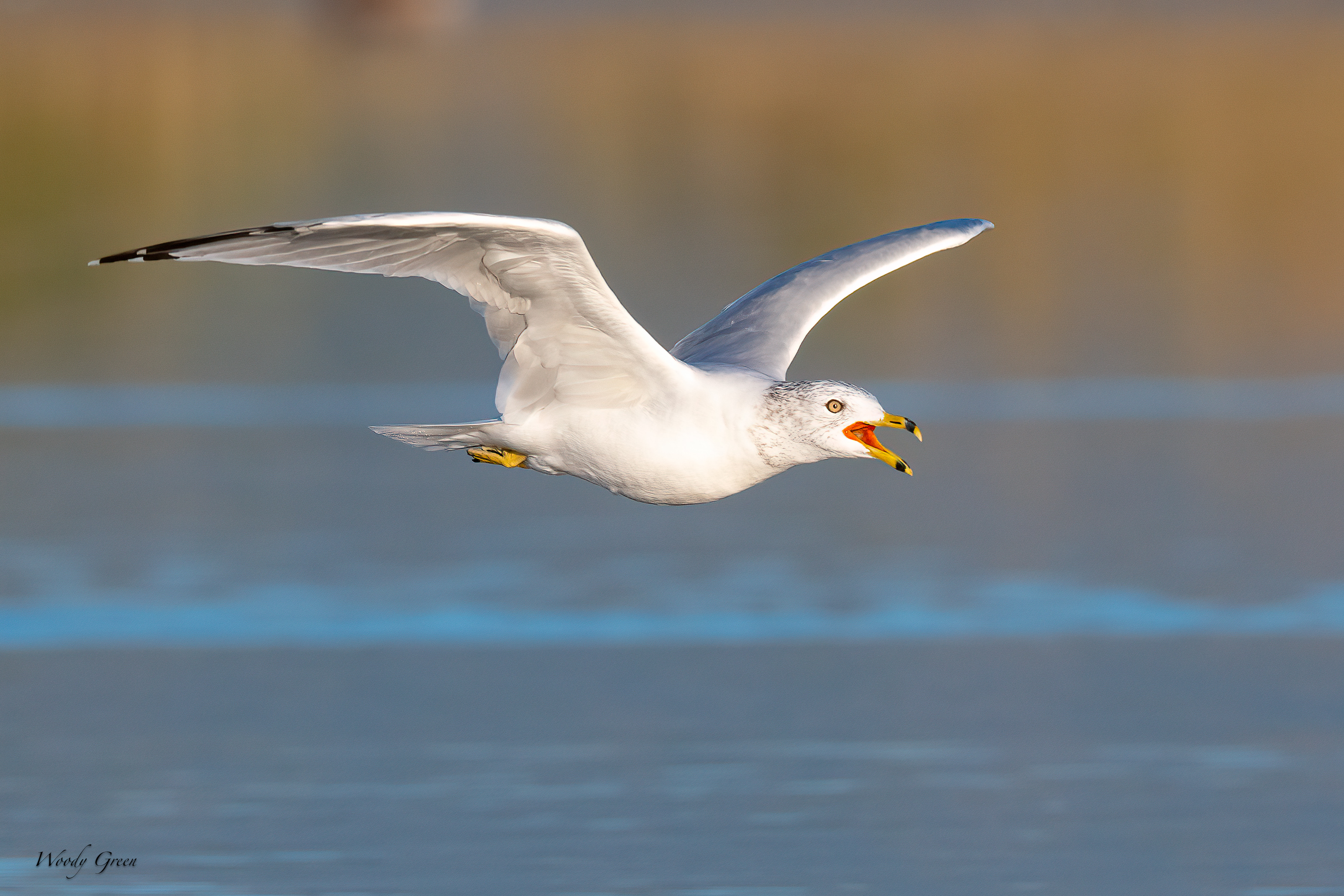 GullFlight-63.jpg