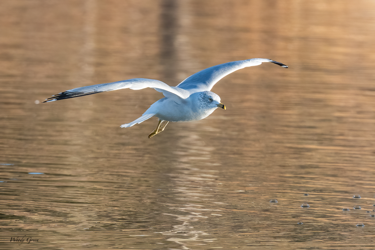 GullLanding-213.jpg
