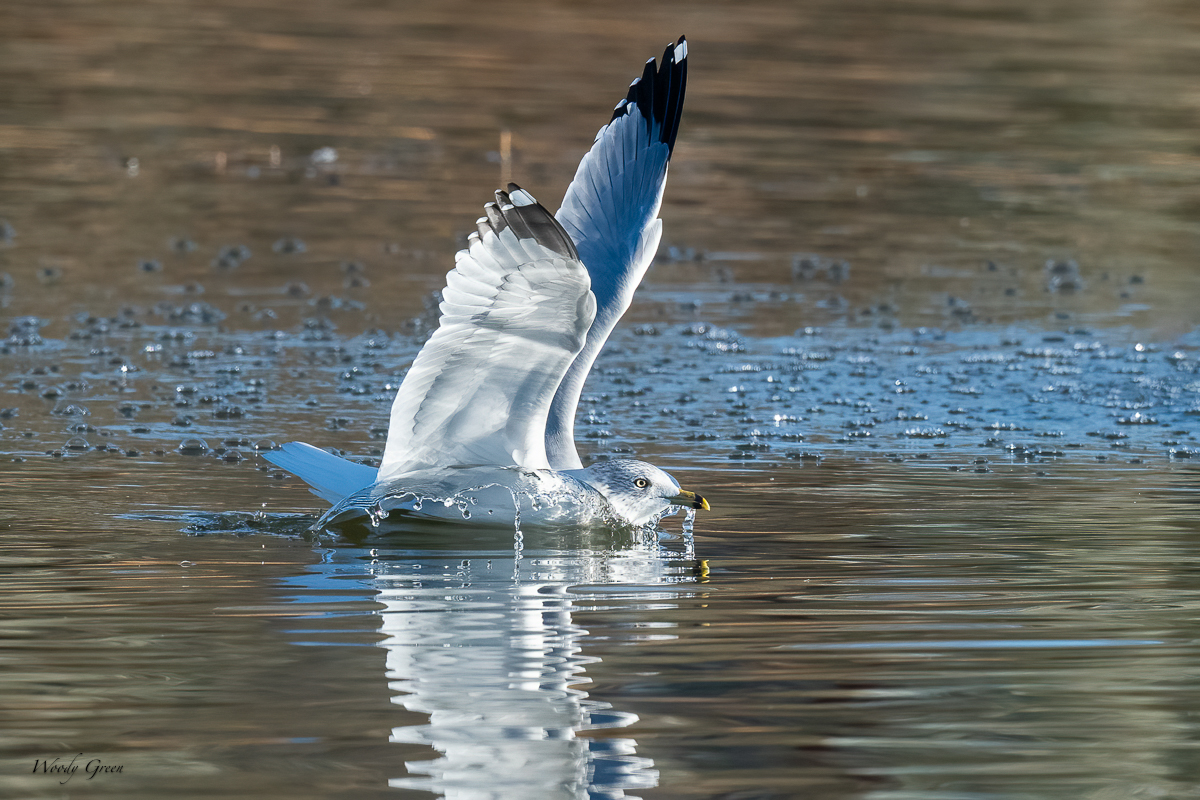 GullLanding-217.jpg