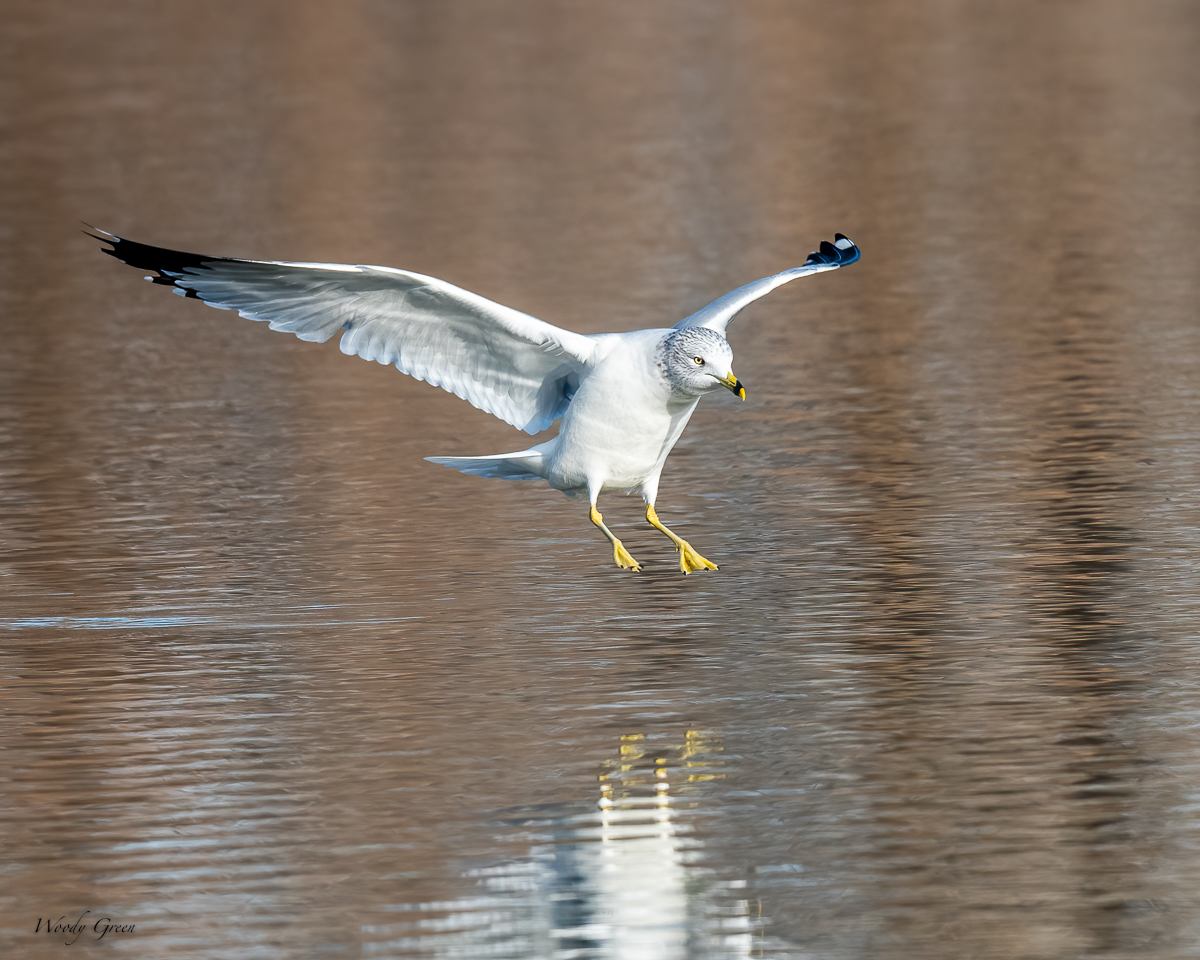 GullLanding-519.jpg