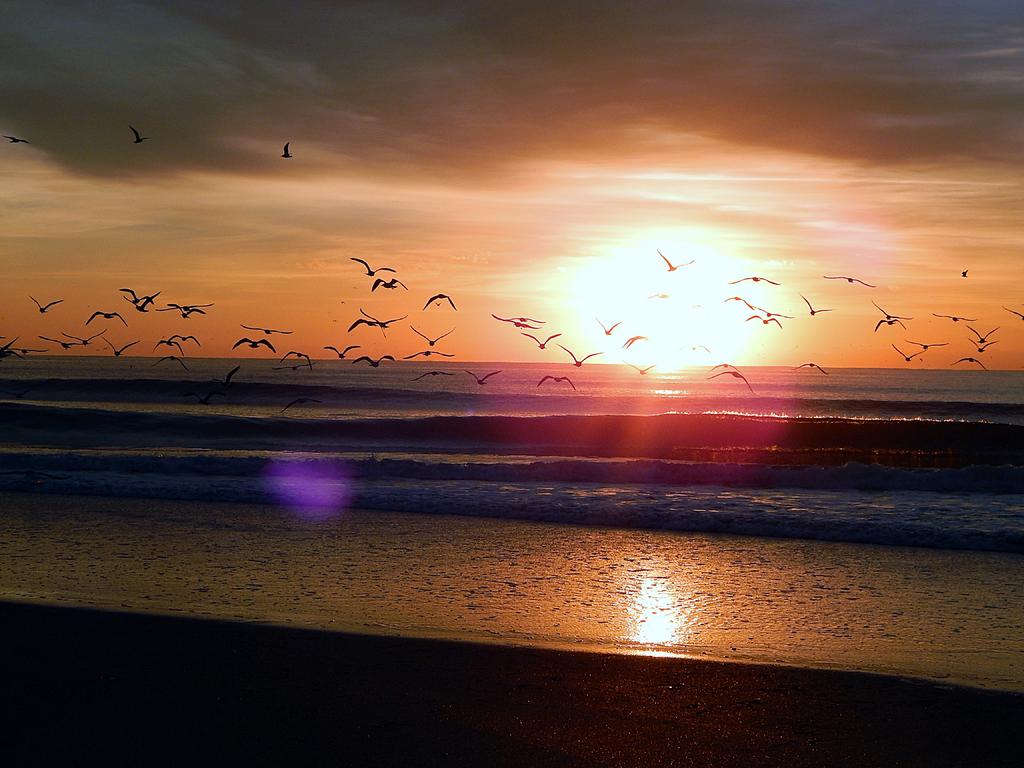 gulls at sunrise.jpg