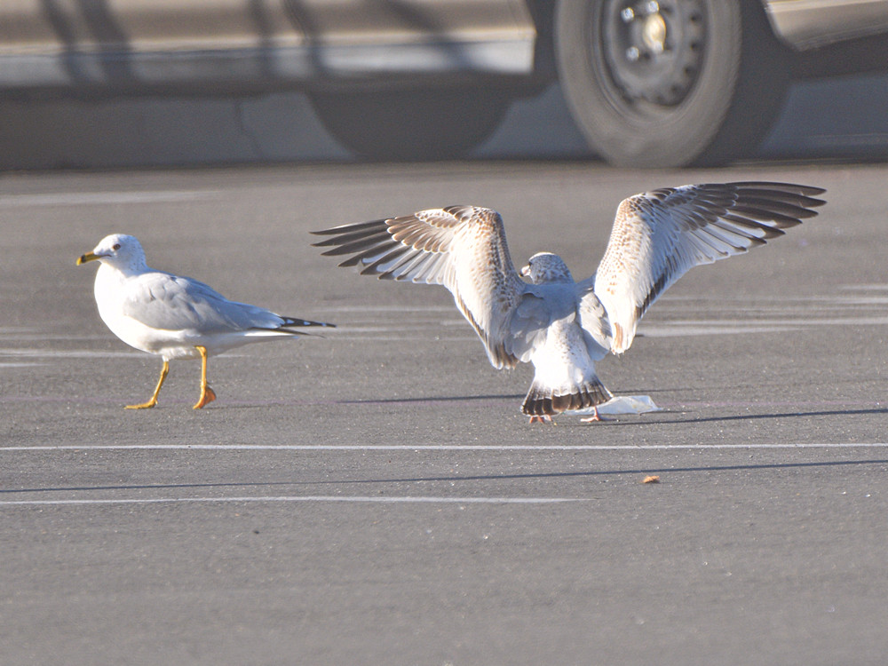 Gulls.jpg