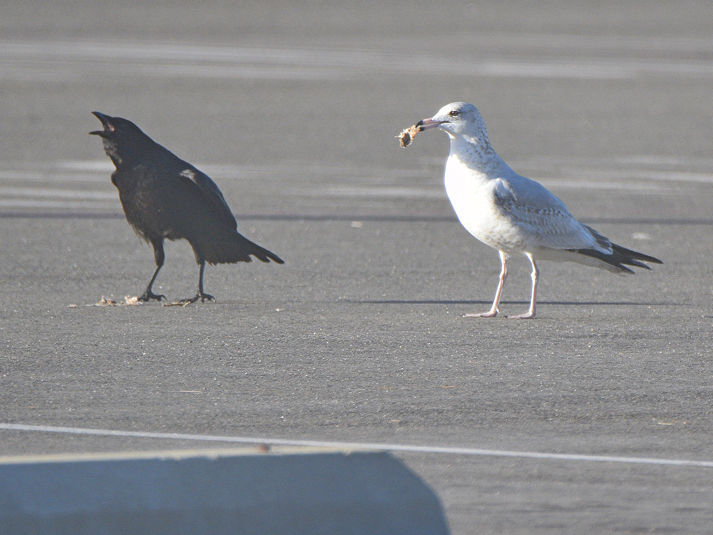 Gulls2.jpg
