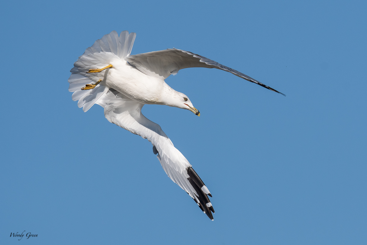 GullSequence-120.jpg