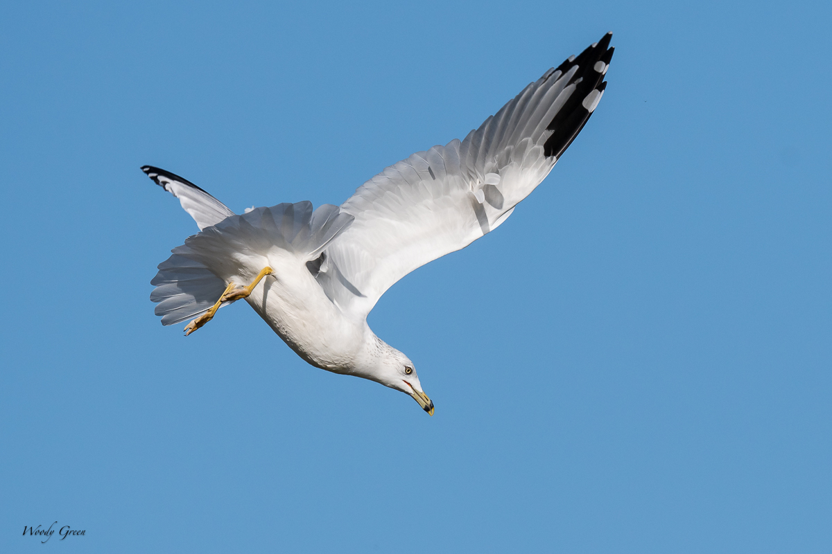 GullSequence-121.jpg