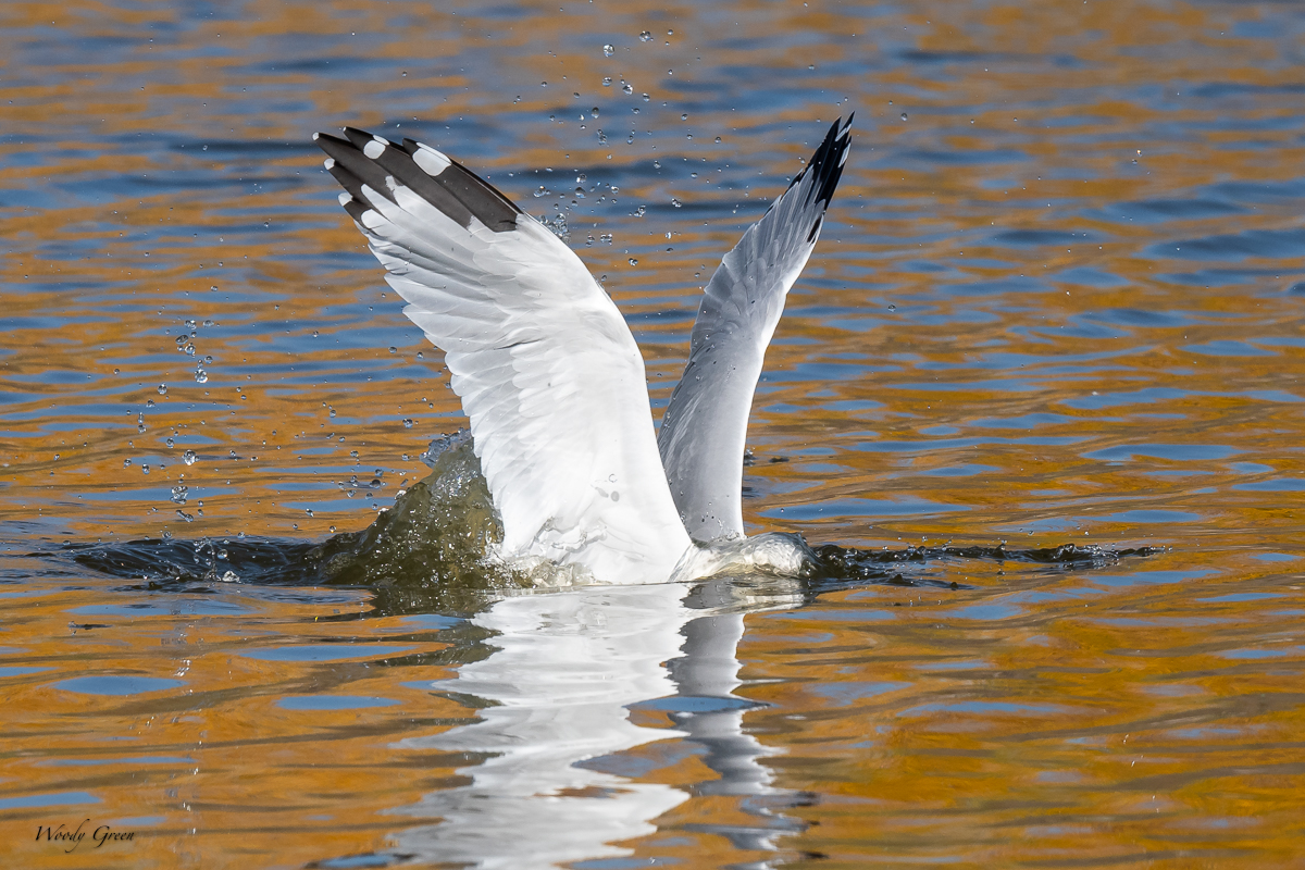 GullSequence-122.jpg