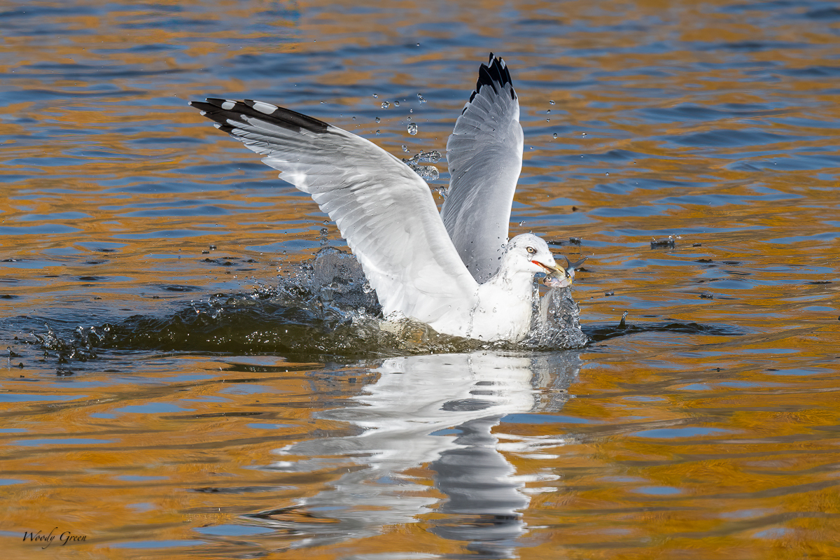 GullSequence-123.jpg