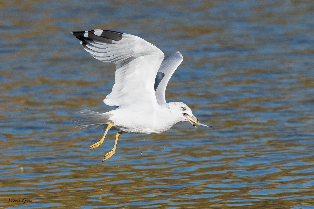 GullSequence-124.jpg