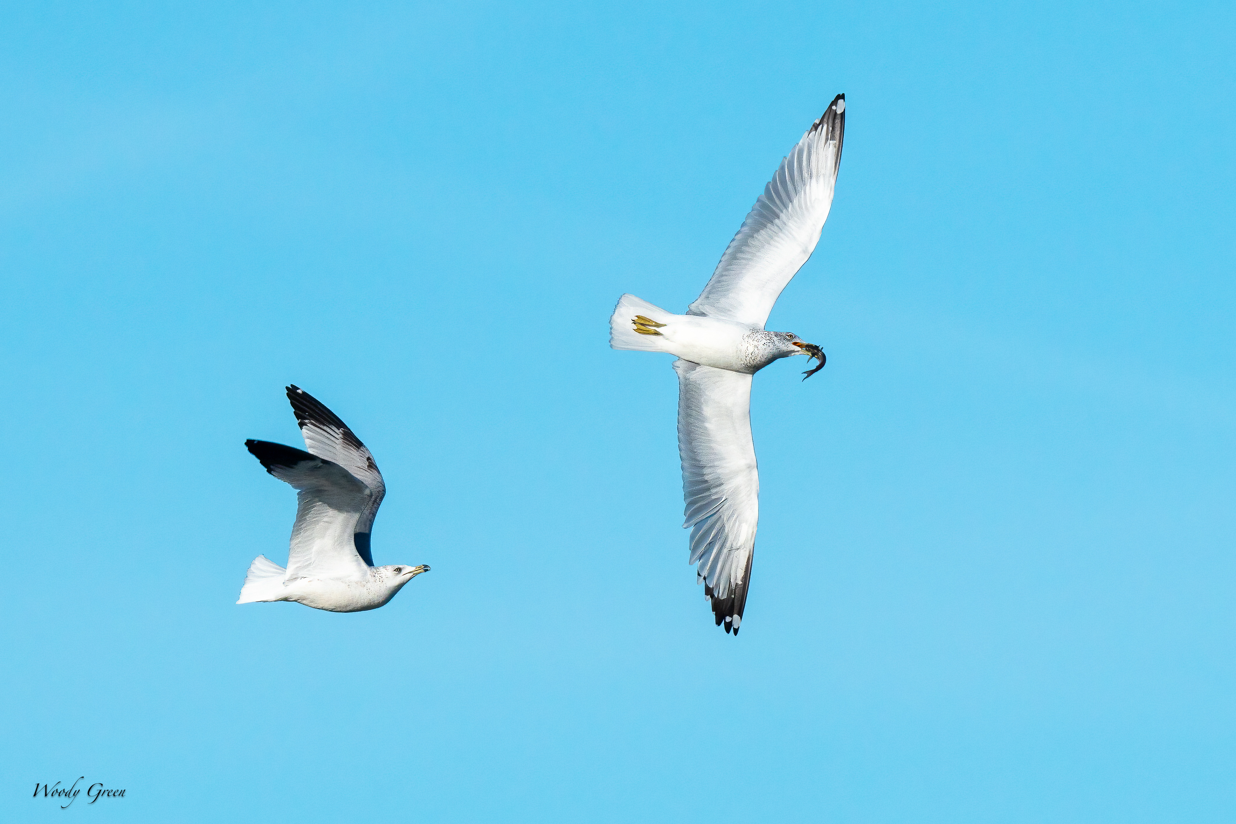 GullsFish-175.jpg