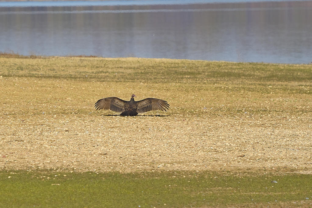Hagerman NWR sm_00001.jpg