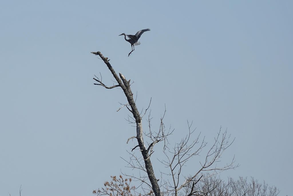 Hagerman NWR sm_00005.jpg