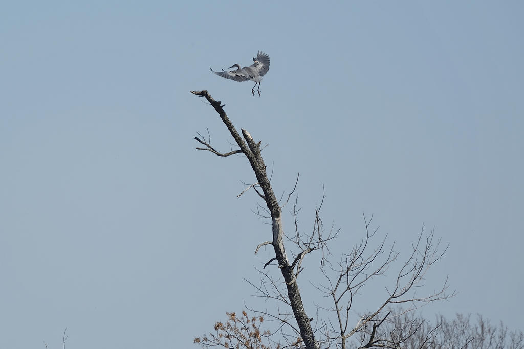 Hagerman NWR sm_00006.jpg