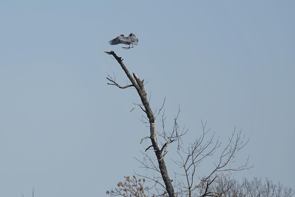 Hagerman NWR sm_00007.jpg