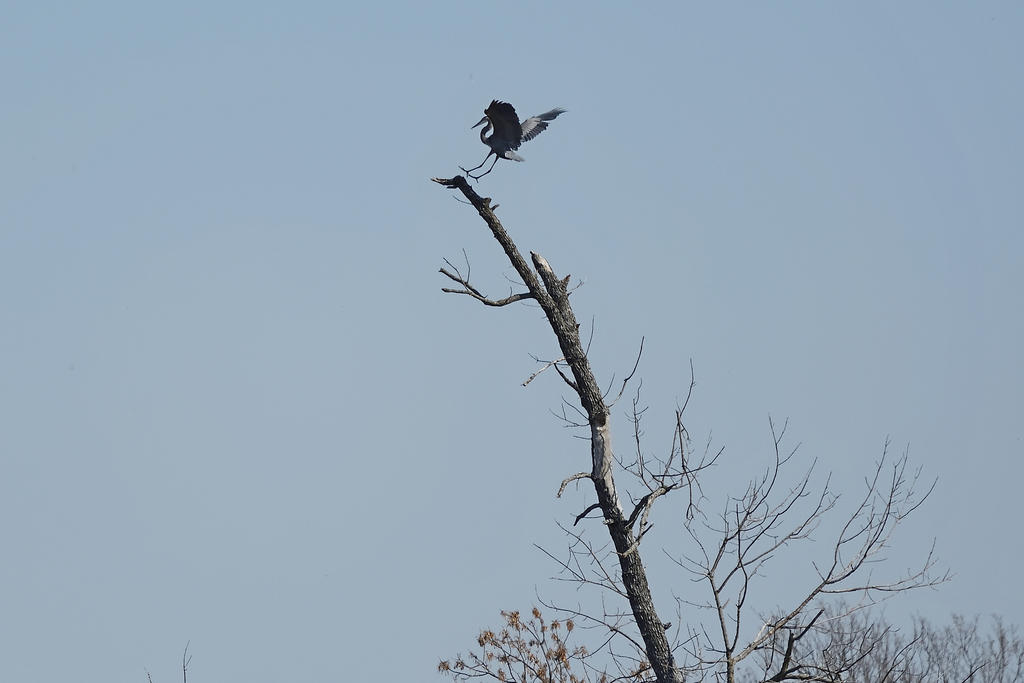 Hagerman NWR sm_00008.jpg