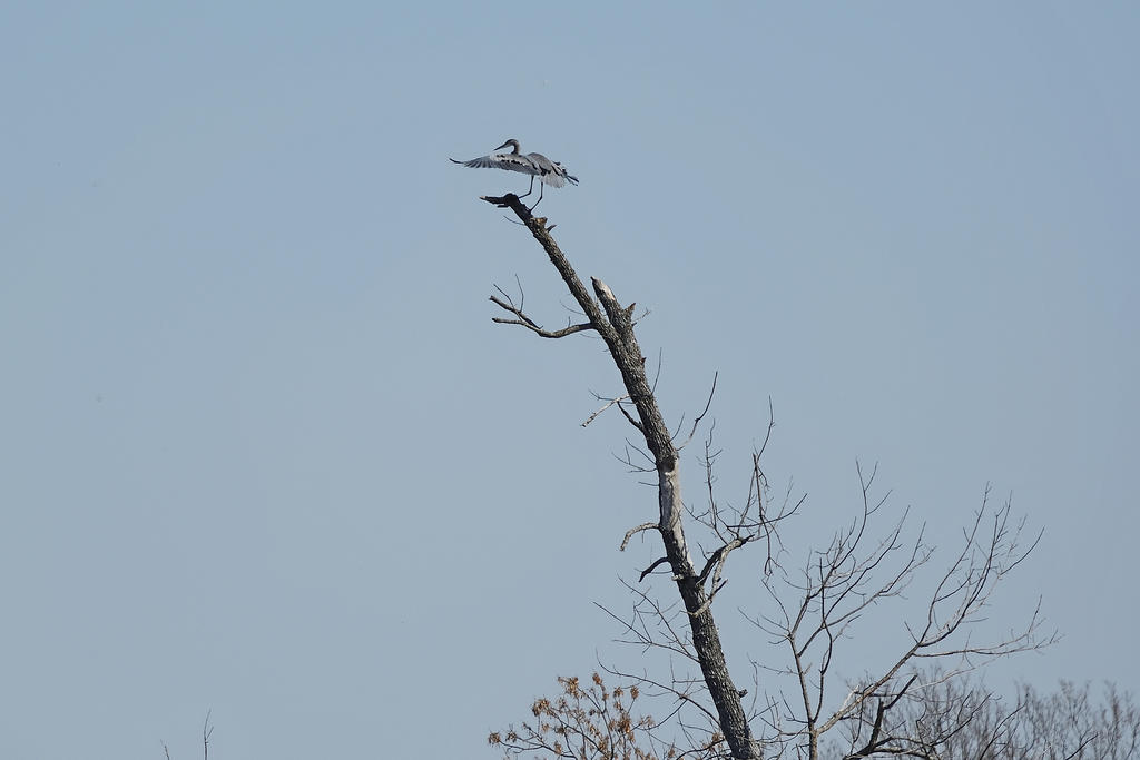 Hagerman NWR sm_00009.jpg