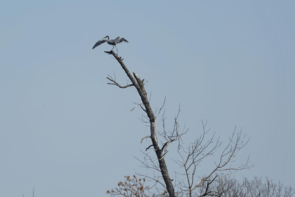Hagerman NWR sm_00010.jpg