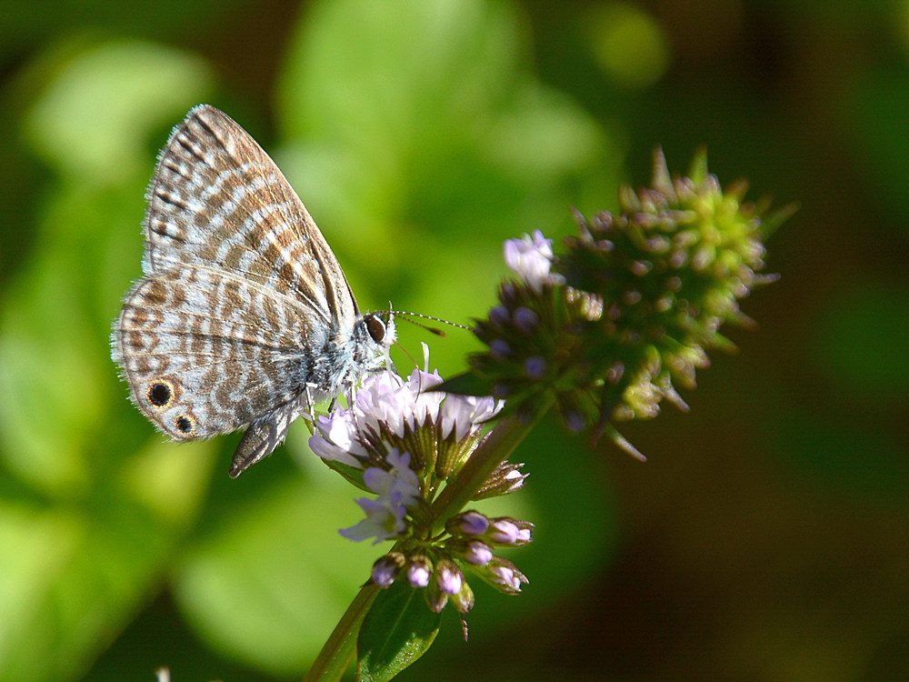 Hairstreak.jpg