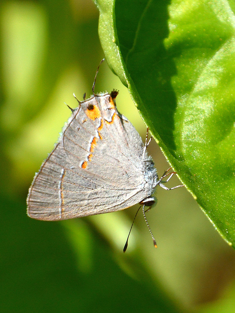 Hairstreak.jpg