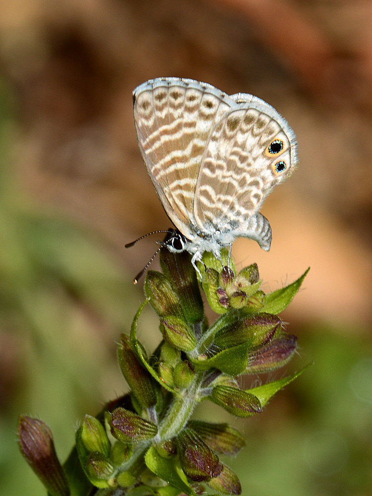 Hairstreak.jpg