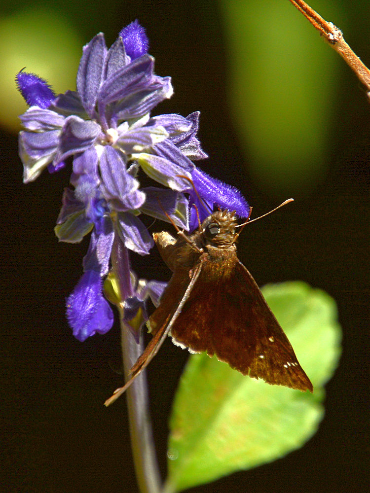 Hairstreak.jpg