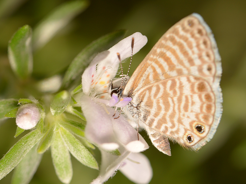 Hairstreak.jpg