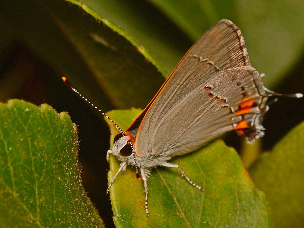 Hairstreak.jpg
