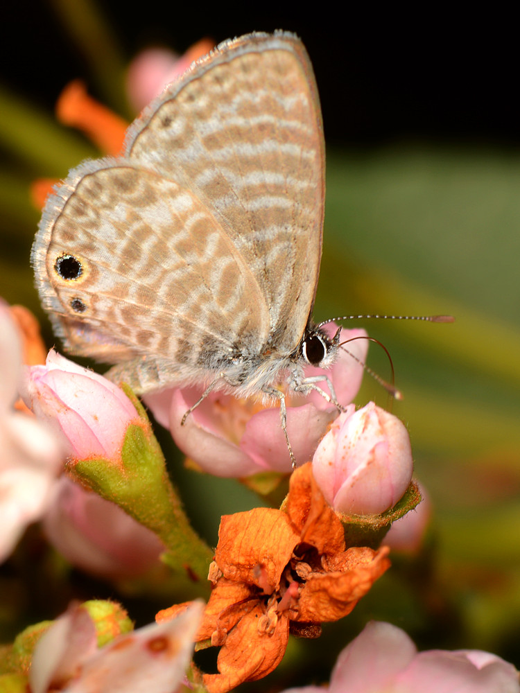 Hairstreak.jpg