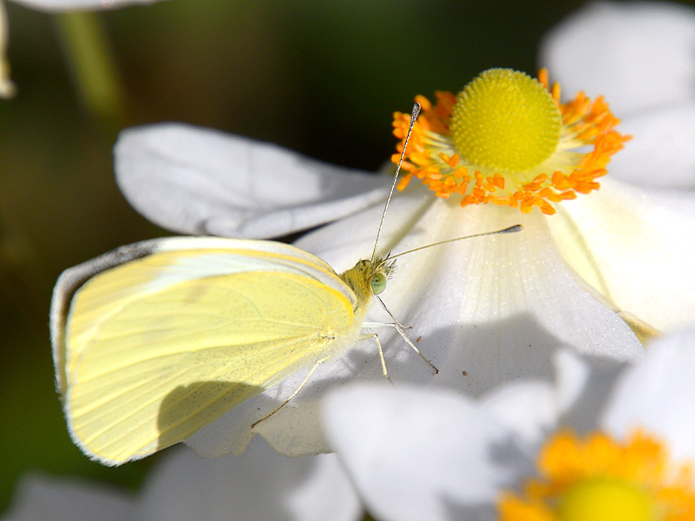 Hairstreak.jpg