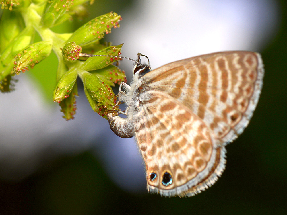 Hairstreak.jpg