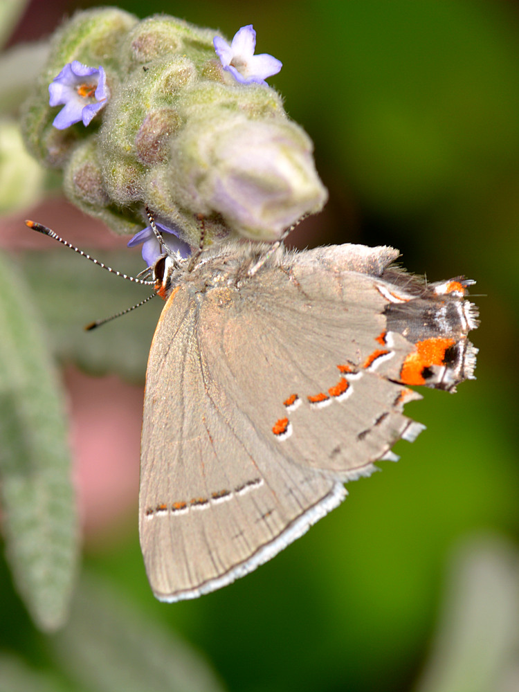 Hairstreak.jpg
