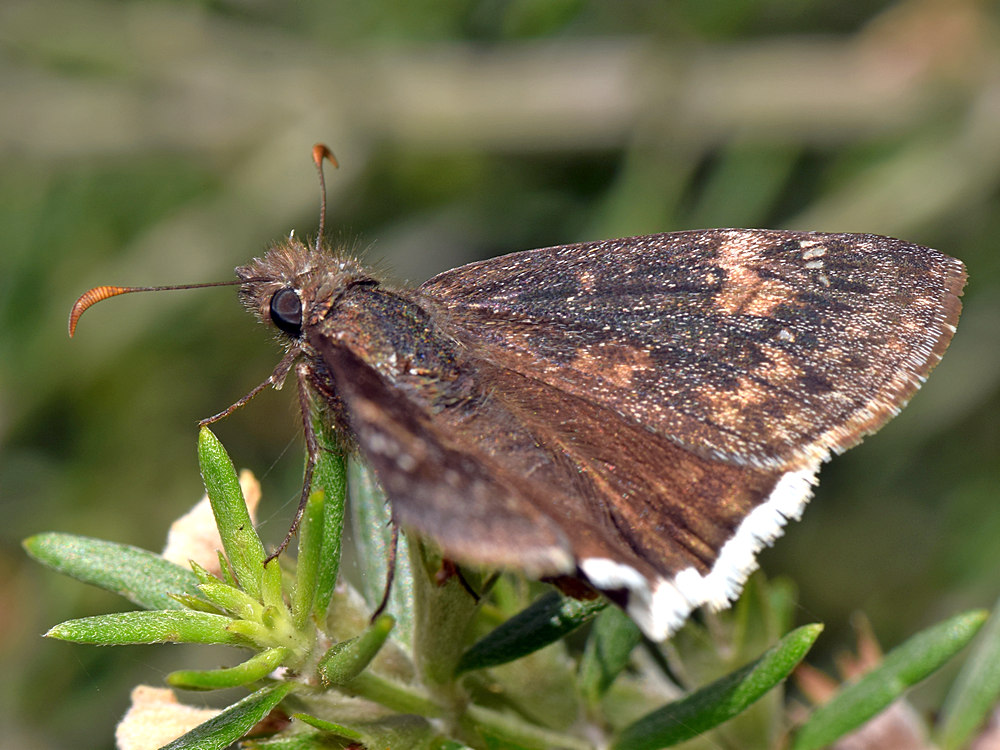 HairStreak.jpg