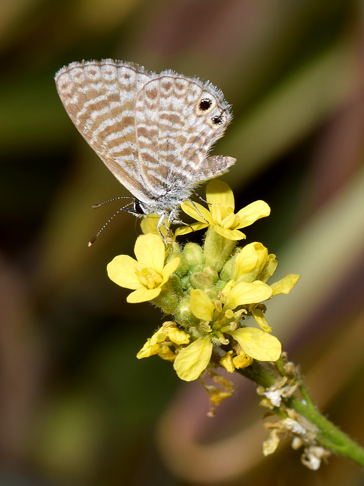 Hairstreak.jpg