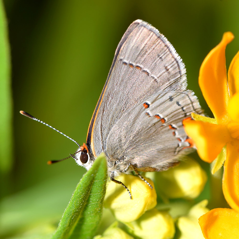 Hairstreak.jpg
