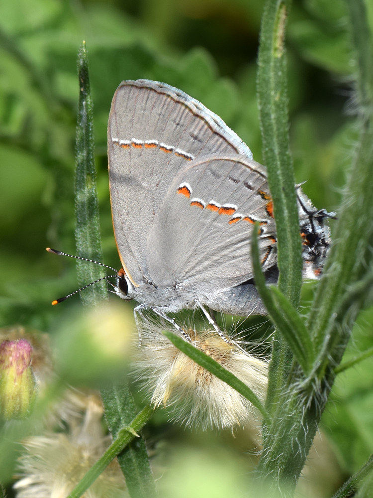 Hairstreak.jpg